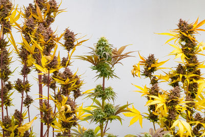 Close-up of yellow flowering plants against sky