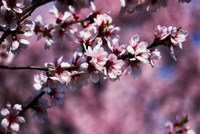 Close-up of pink cherry blossoms in spring