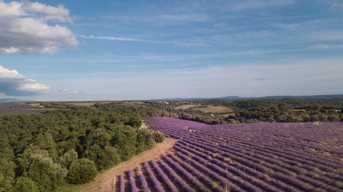 Scenic view of agricultural field against sky