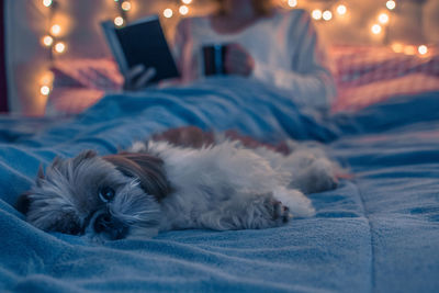 Dog lying down on bed