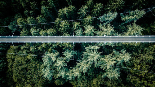 High angle view of a suspension bridge with trees in forest