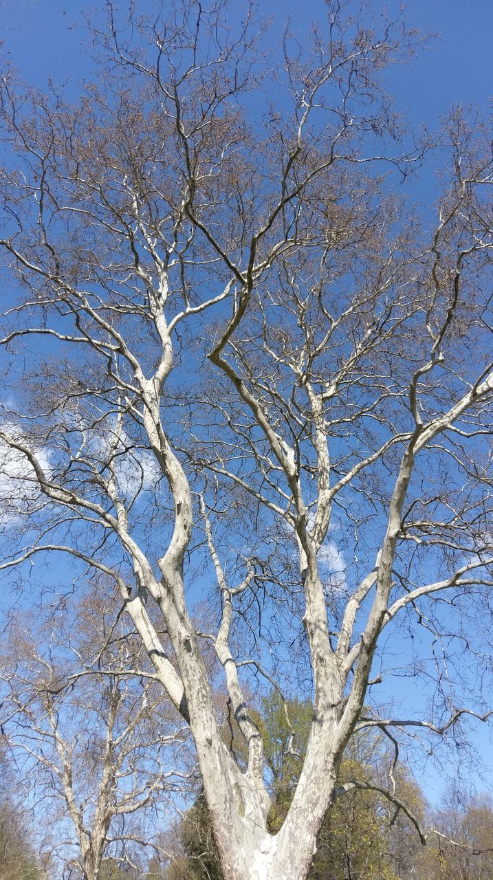 tree, low angle view, branch, sky, plant, no people, bare tree, day, beauty in nature, nature, tranquility, outdoors, blue, clear sky, sunlight, scenics - nature, full frame, growth, land, winter, arid climate, tree canopy