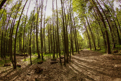 Scenic view of trees in forest