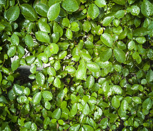 Full frame shot of fresh green leaf floating on water