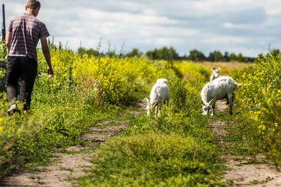 Rear view of man with dogs walking in farm