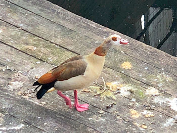 High angle view of bird on wood