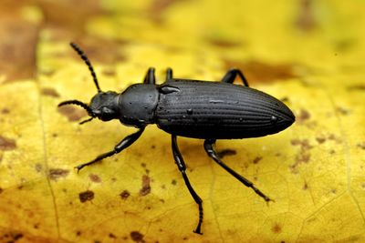 Close-up of black insect on yellow leaf