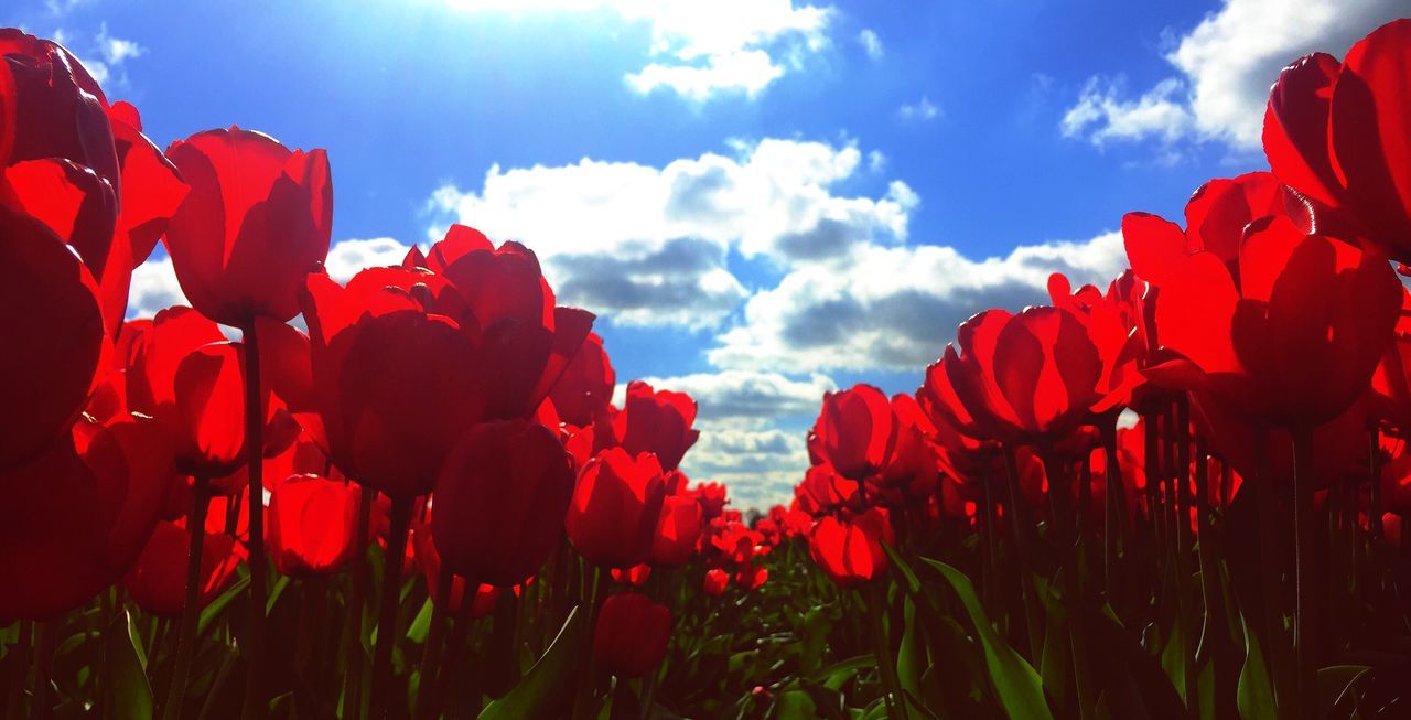 red, flower, growth, sky, beauty in nature, freshness, petal, plant, nature, fragility, field, flower head, blooming, cloud - sky, close-up, sunlight, low angle view, day, outdoors, no people