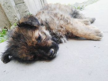 High angle view of dog resting