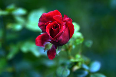 Close-up of red rose