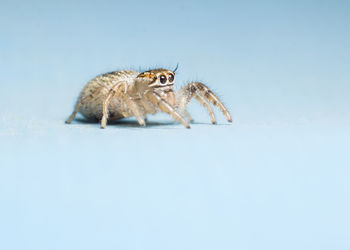 Close-up of spider on white background