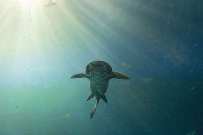 Fish swimming in sea