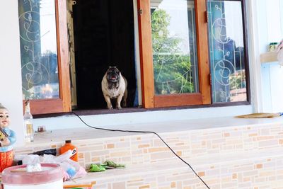 Portrait of dog on window sill