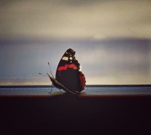 Close-up of crab by sea against sky during sunset