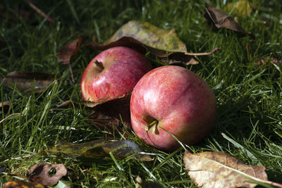 Close-up of apples on field