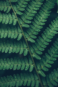 Detail shot of leaves