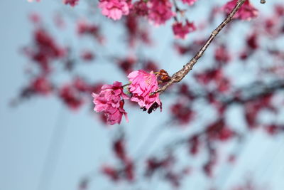 Close-up of pink cherry blossom