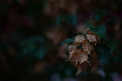 Close-up of flower against blurred background