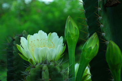 Close-up of flowering plant