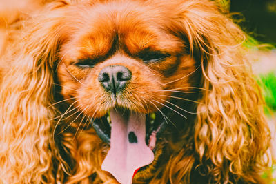 Close-up of dog yawning