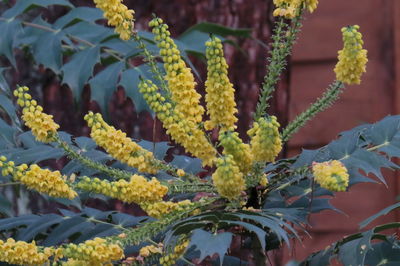 Close-up of yellow flowering plant