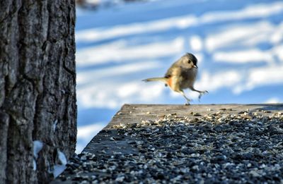 Close-up of bird perching on tree against sky