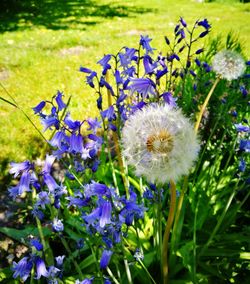 Close-up of flowers blooming outdoors