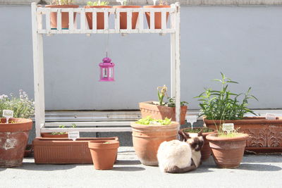 Close-up of pot plants against the wall