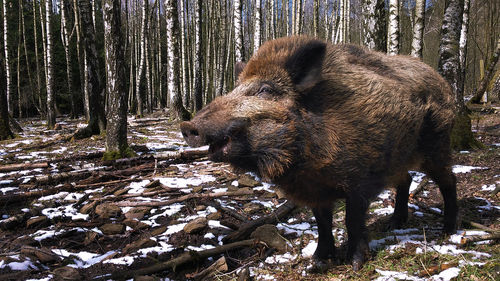 Pig on landscape against bare trees