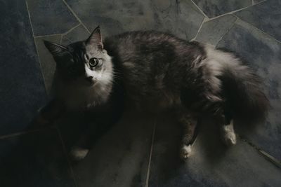Cat looking away