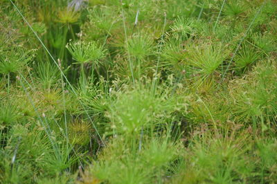 Close-up of grass growing on grassy field
