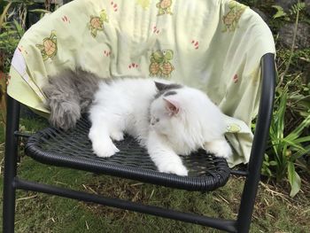 High angle view of cat resting