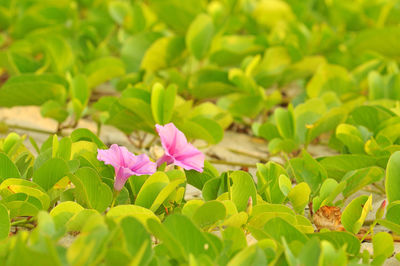 Close-up of pink flowers