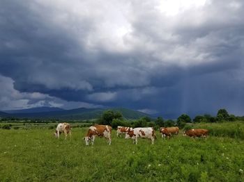 Cows on field against sky