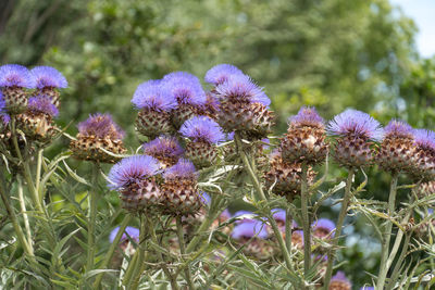 Close-up of purple flowering plants on field