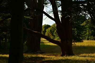 Trees on field in forest