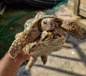 Close-up of hand holding turtlestortoises are reptile species of the family testudinidae 