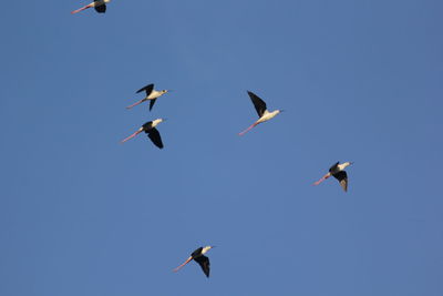 Low angle view of seagulls flying in sky