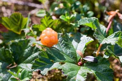 Close-up of fruit growing on plant