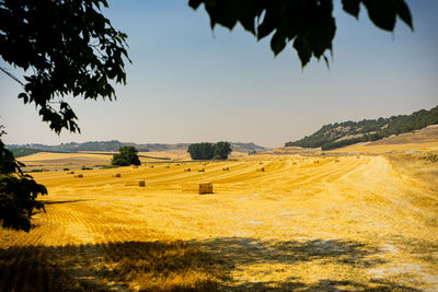 Scenic view of agricultural field against sky