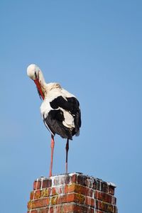 Low angle view of pelican perching on blue sky
