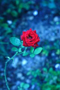 Close-up of red rose blooming outdoors