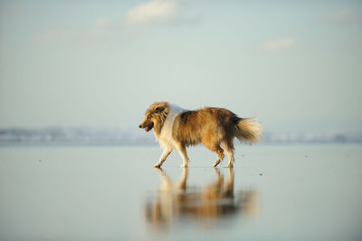 Shetland sheepdog walking at beach against sky