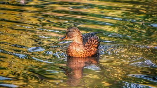 Close-up of duck swimming in lake