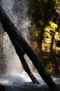 Tree by water