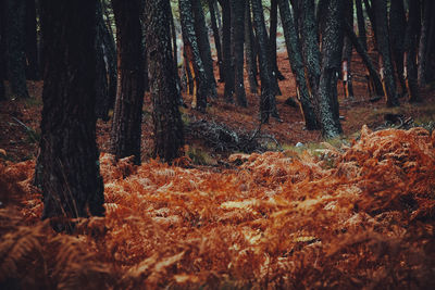 Trees on field in forest