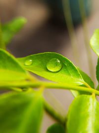 Close-up of raindrops on leaves