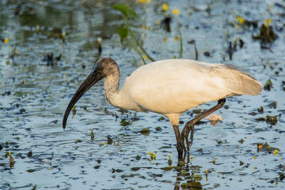 Duck in a lake