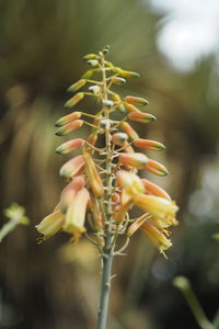 Close-up of flowering plant