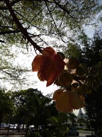 Low angle view of tree against sky